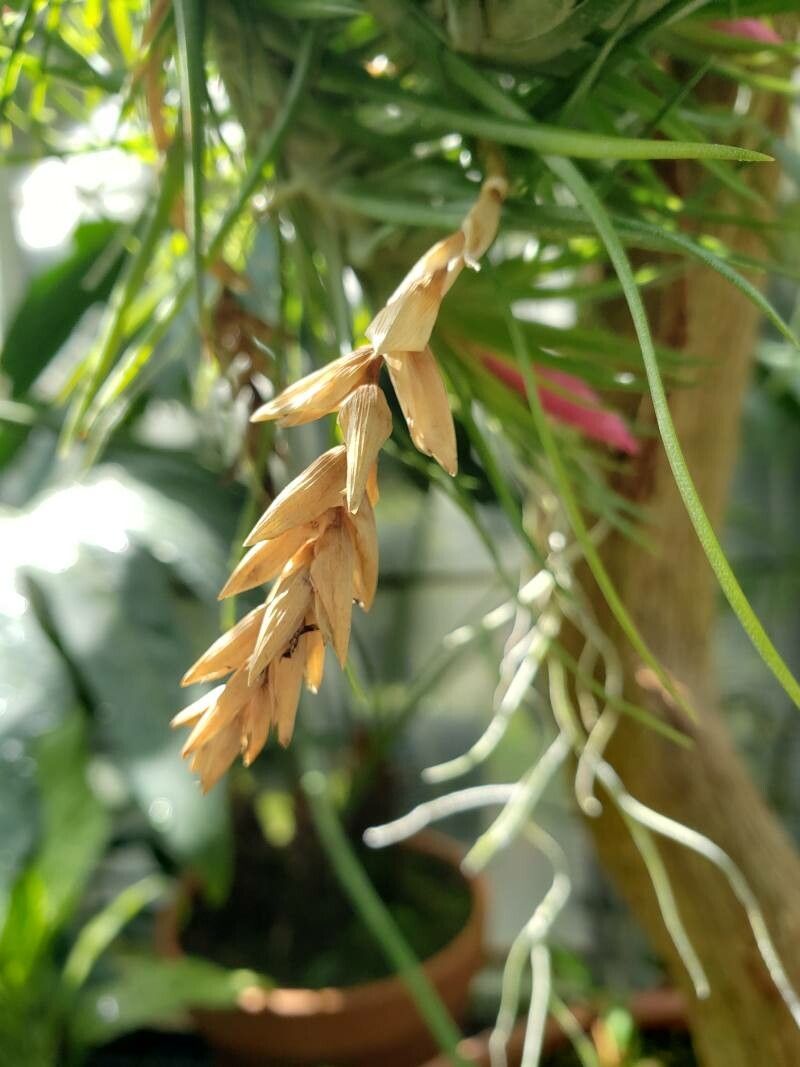 Tillandsia paleacea fruit