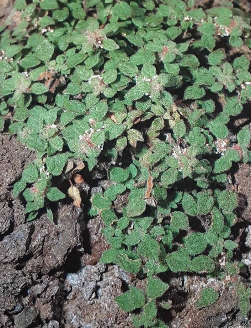 Parietaria filamentosa habit
