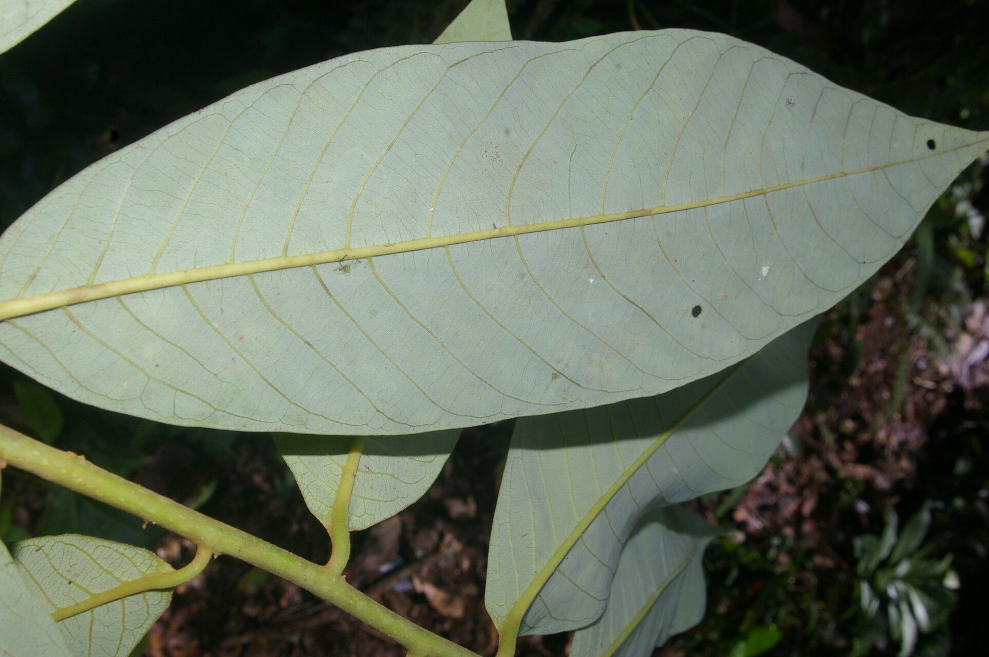 Virola guatemalensis leaf