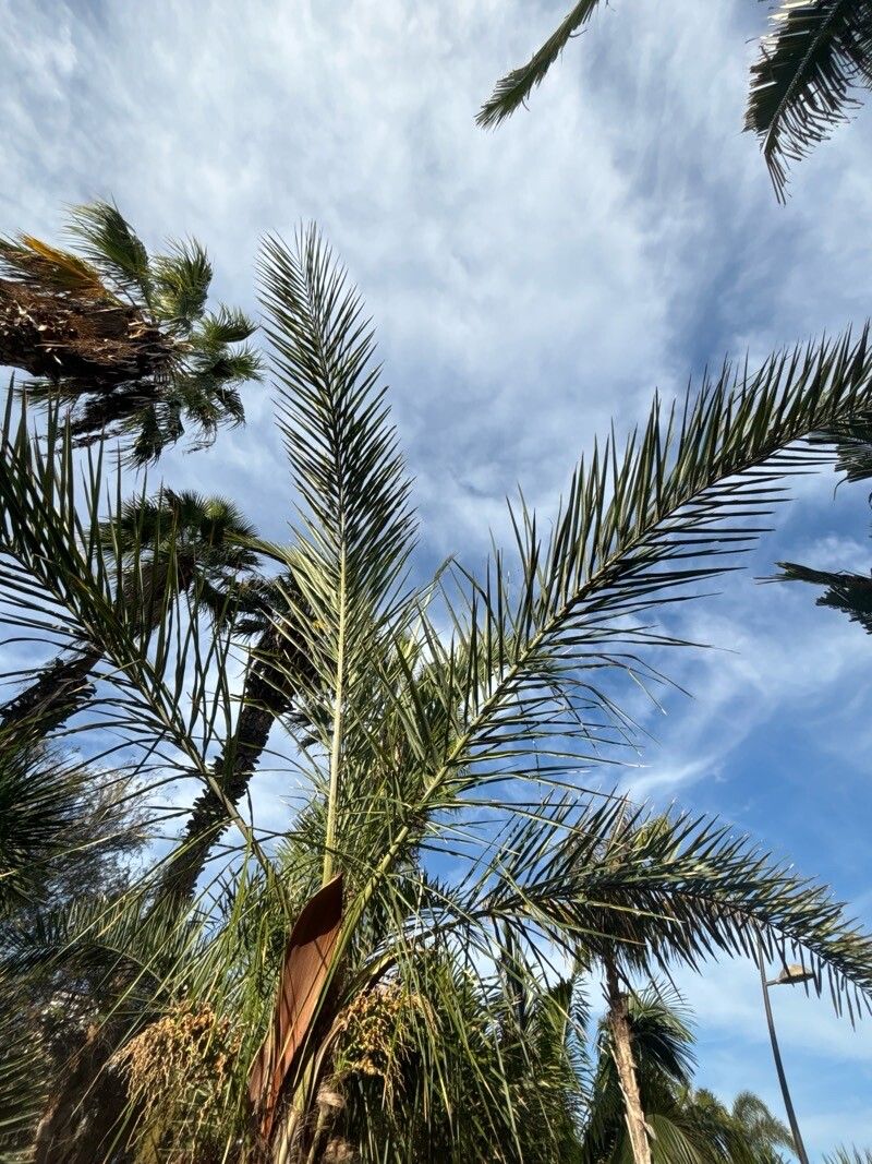 Syagrus kellyana — houseplant care guide