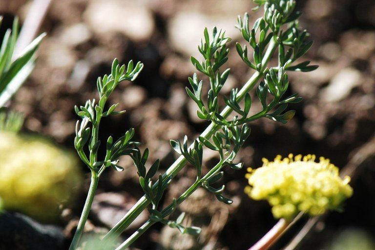 Lomatium austiniae flower