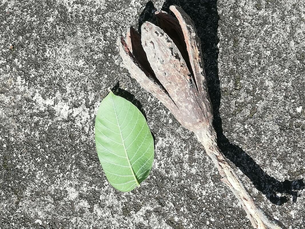 Cedrela salvadorensis fruit
