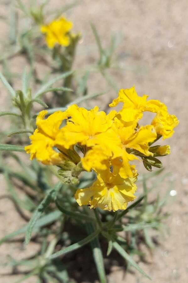 Euploca chrysantha flower