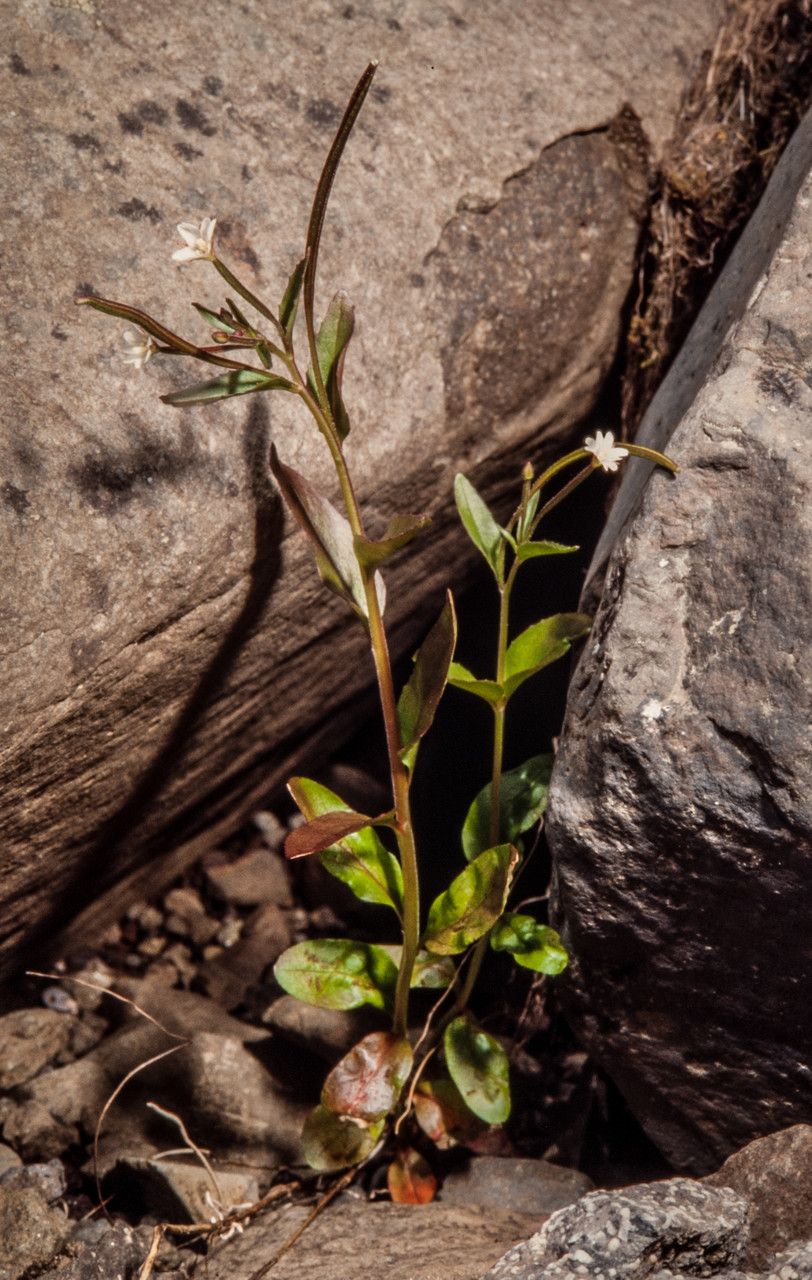 Epilobium lactiflorum habit