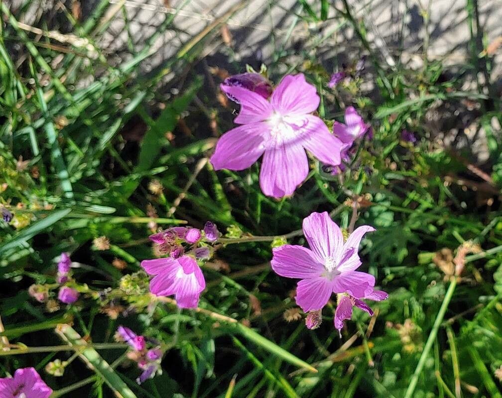 Sidalcea neomexicana flower
