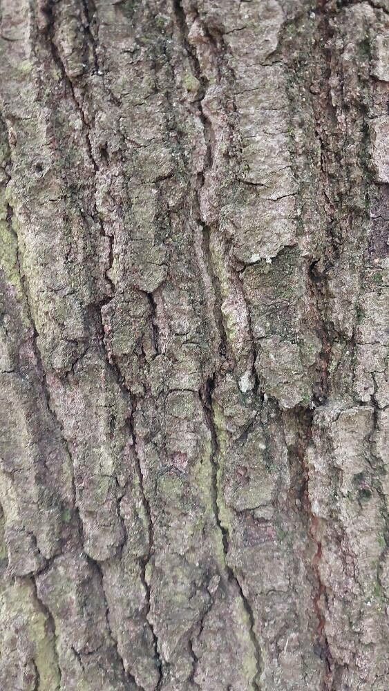 Quercus × heterophylla bark