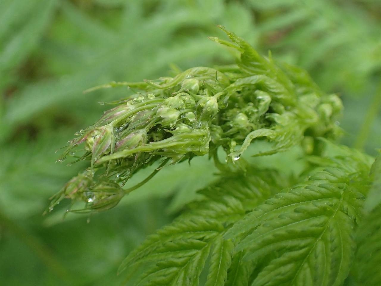 Myrrhis odorata fruit