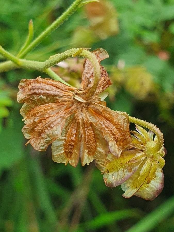 Osteospermum vaillantii fruit