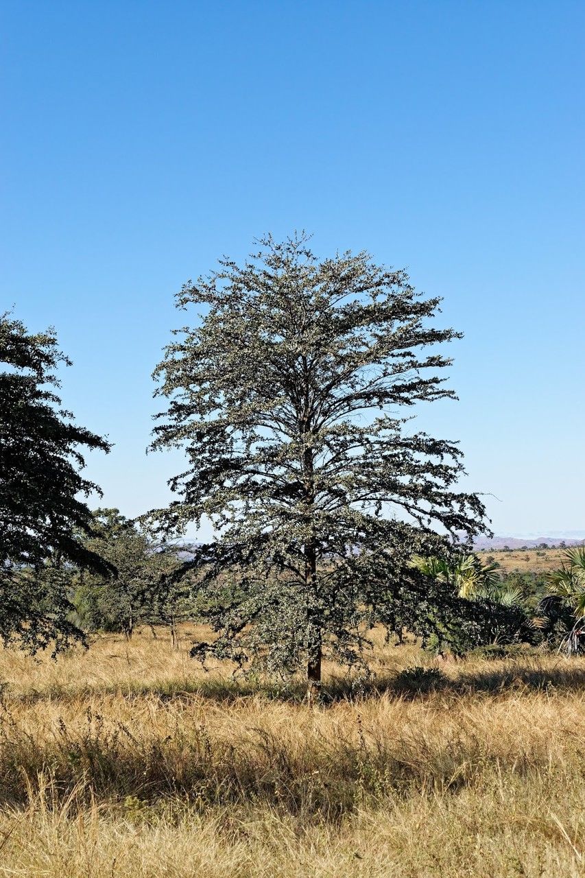 Terminalia seyrigii — search result for 'Terminalia'