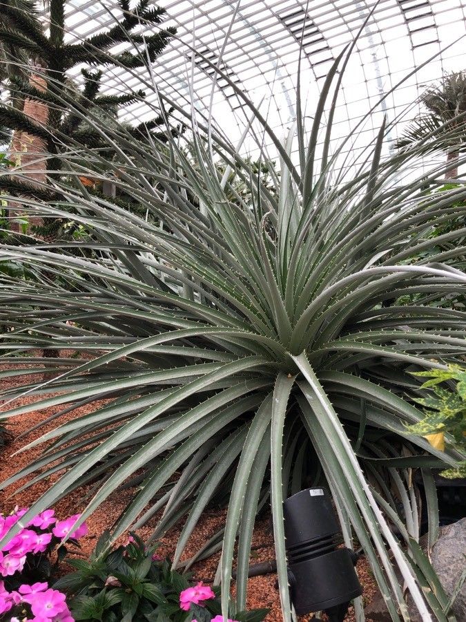 Puya chilensis — search result for 'Bromeliaceae'