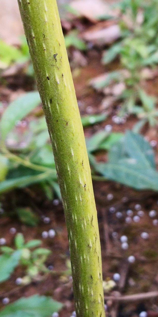 Angiopteris fokiensis bark