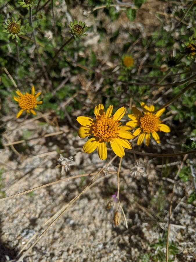 Helianthella californica — related species from the same genus