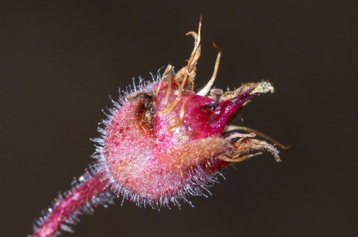 Saxifraga corsica fruit