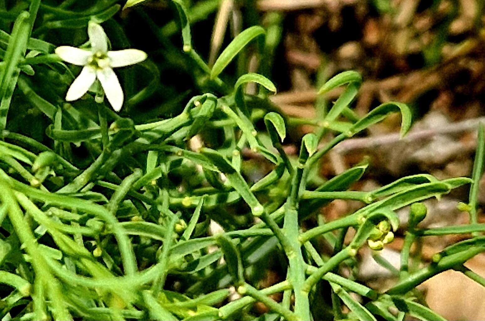 Thesium rostratum flower