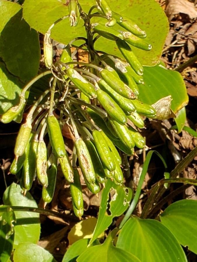 Hosta longipes fruit