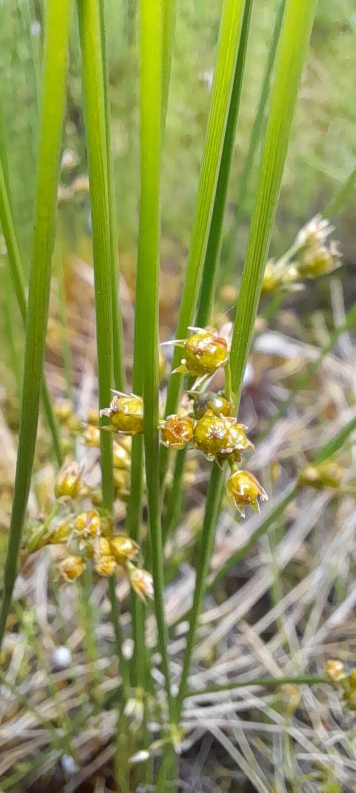 Juncus filiformis fruit