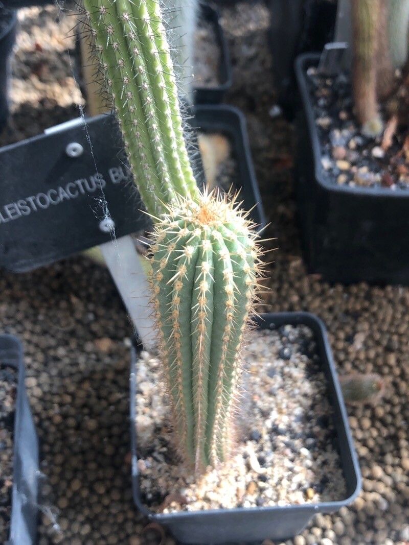 Cleistocactus buchtienii leaf