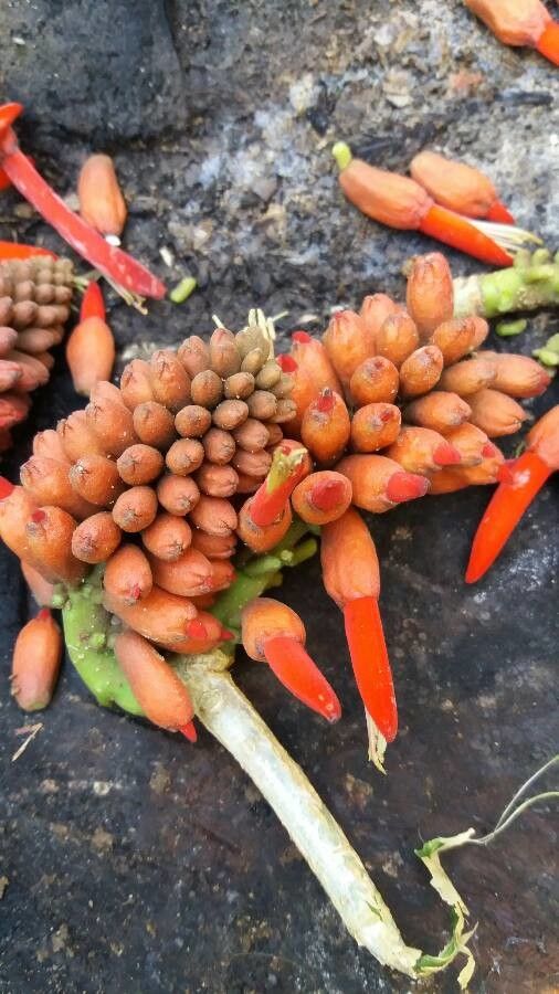 Erythrina americana flower