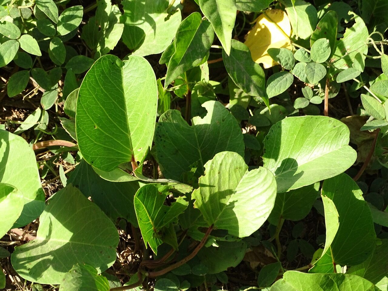 Ipomoea pes-caprae leaf