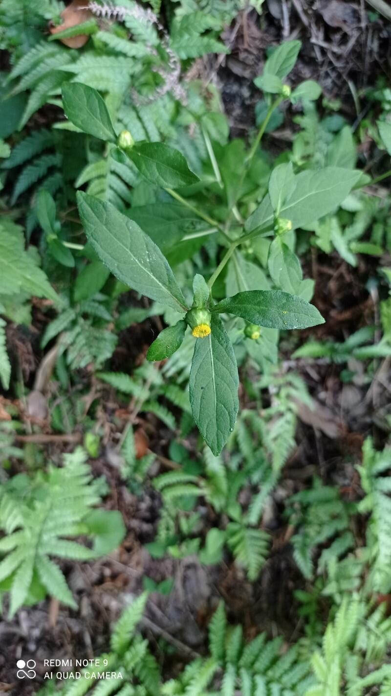 Carpesium divaricatum flower