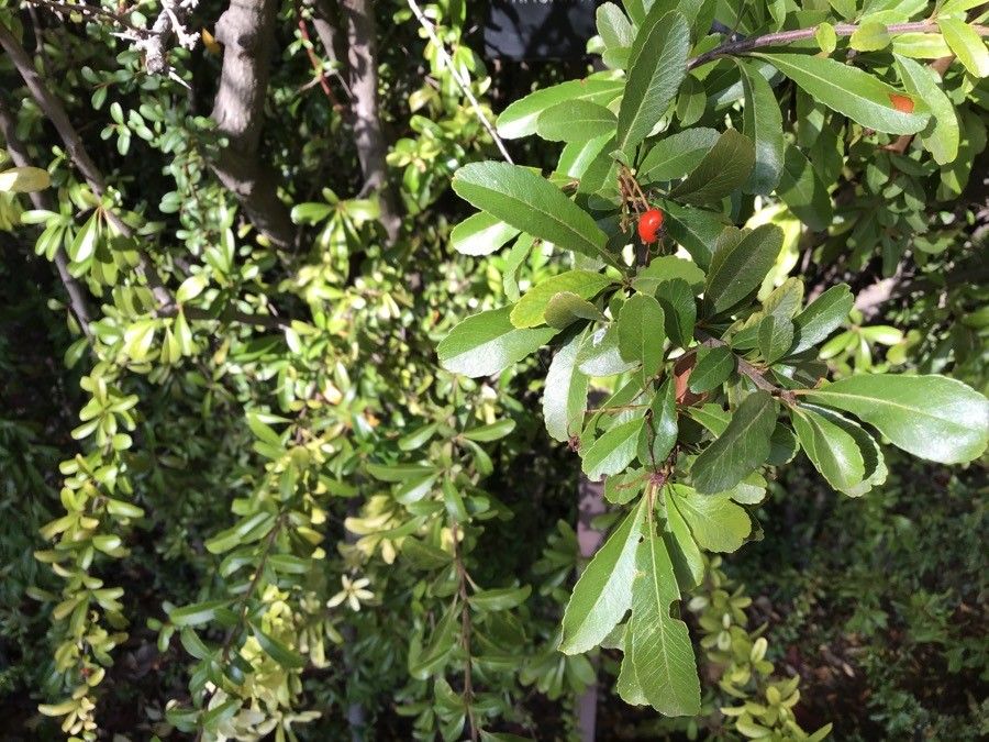 Pyracantha rogersiana leaf