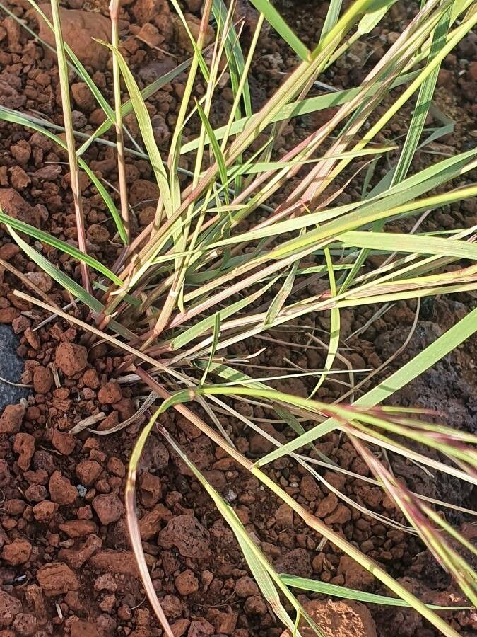 Aristida adscensionis leaf