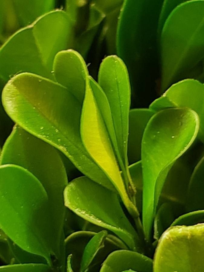 Pyrostria phyllanthoidea — houseplant care guide