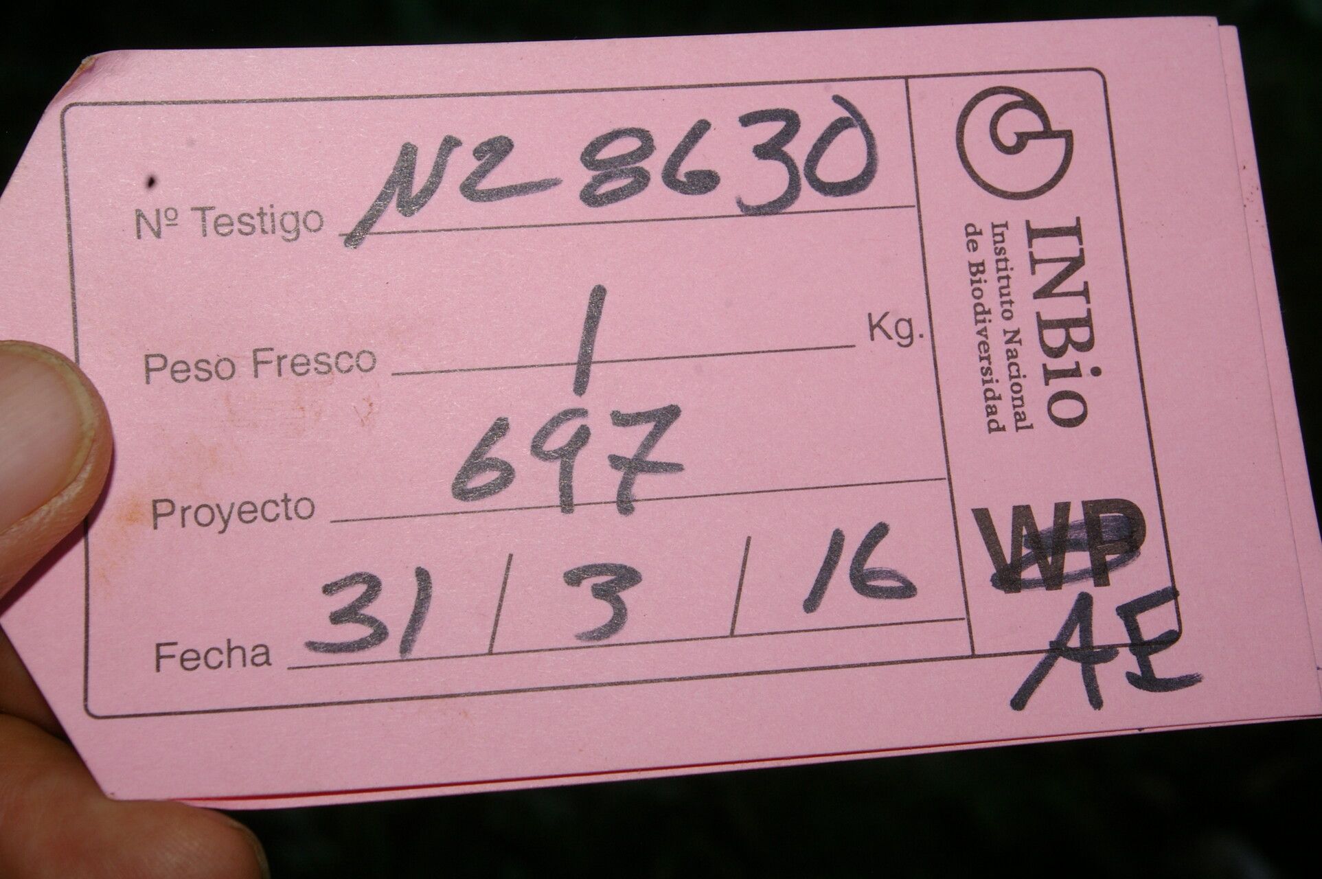 Symplocos limoncillo other