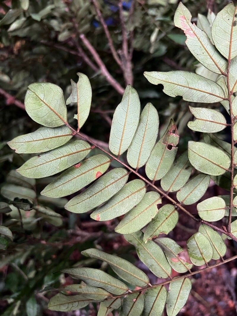 Dialium dinklagei — related species from the same genus