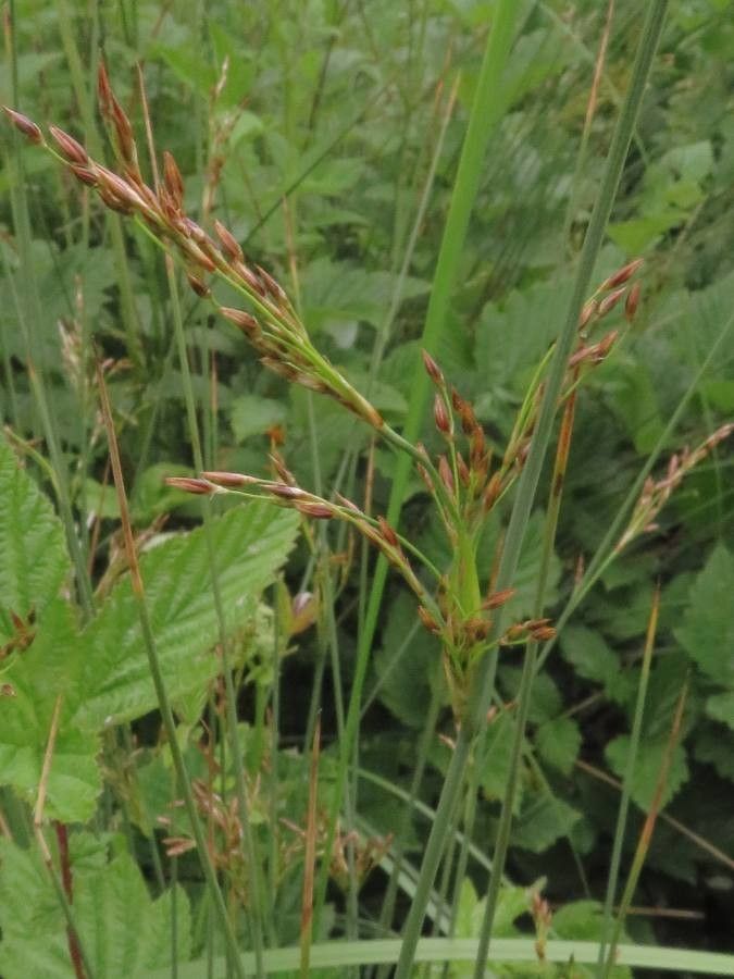 Juncus inflexus flower