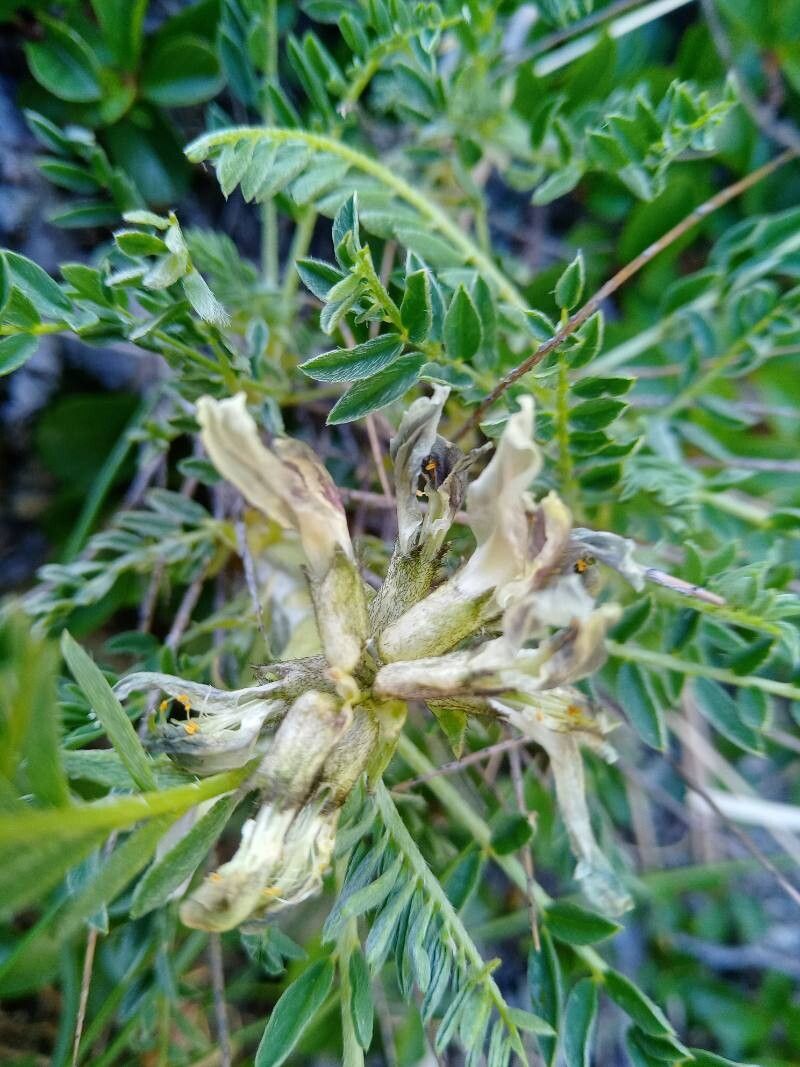 Astragalus sirinicus flower