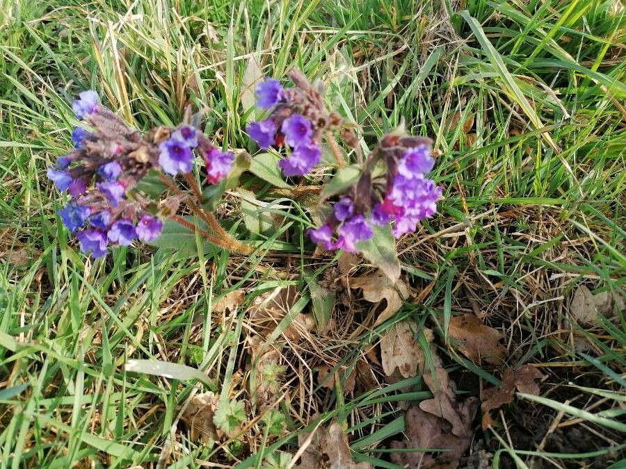 Pulmonaria angustifolia habit