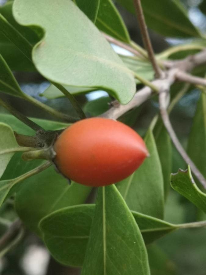 Mimusops zeyheri fruit