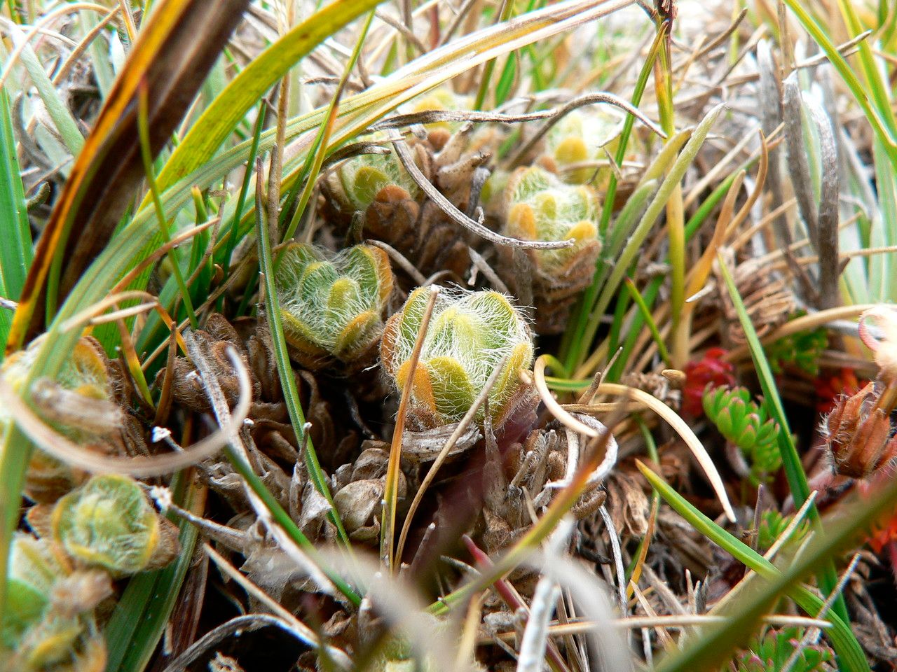 Cerastium imbricatum — houseplant care guide