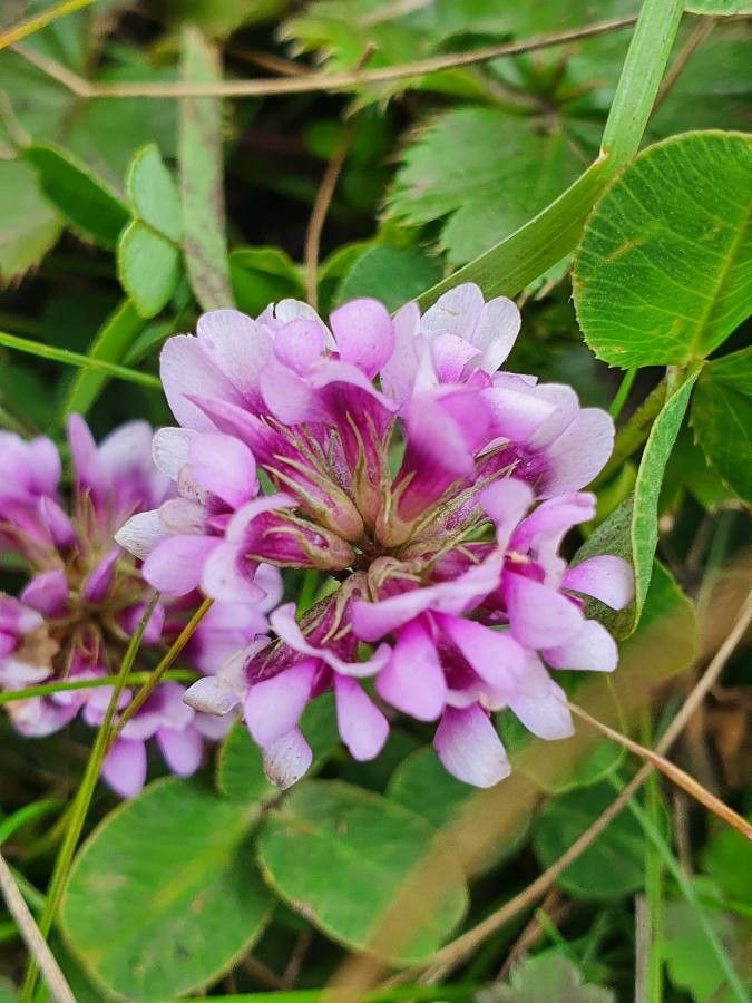 Trifolium rueppellianum flower