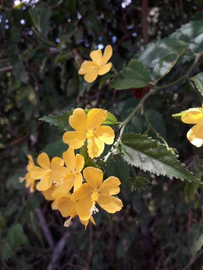 Pavonia spinifex flower