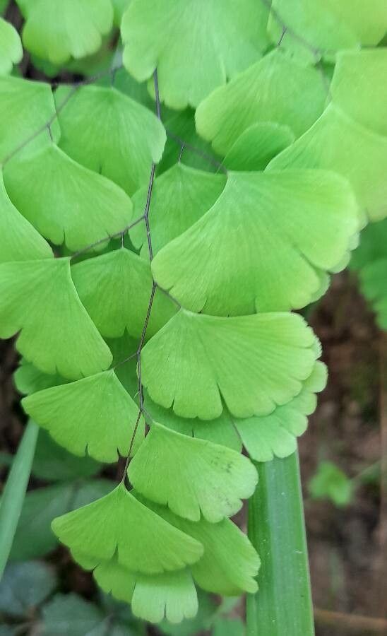 Adiantum pseudotinctum — search result for 'Adiantum'