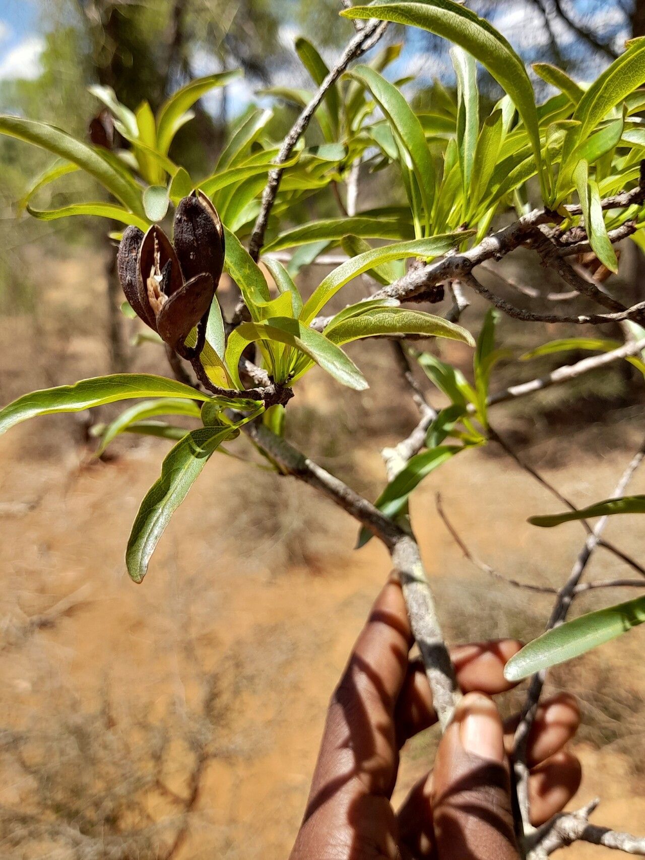 Hymenodictyon decaryi leaf