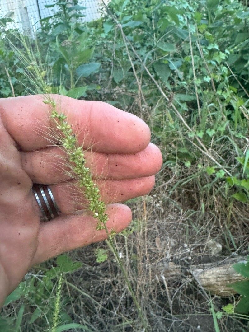 Setaria scheelei fruit