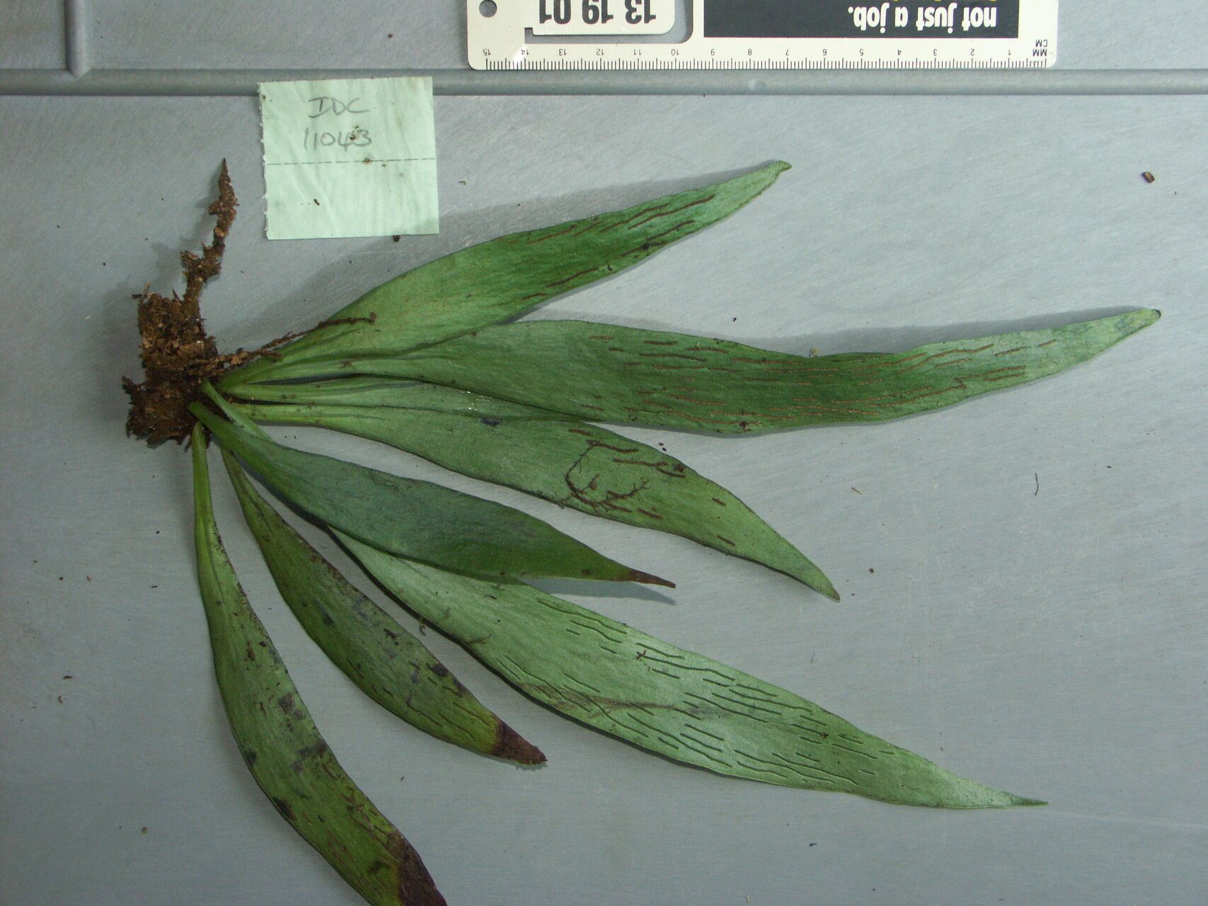 Antrophyum callifolium leaf