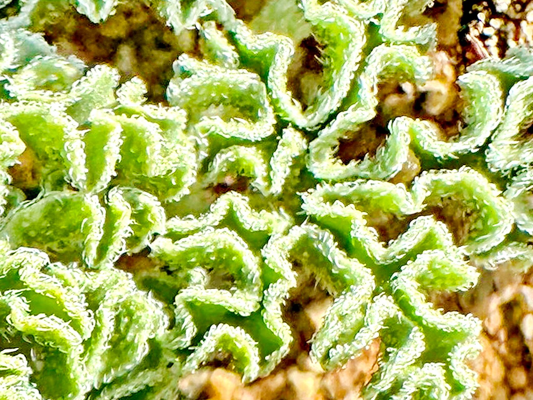 Citrullus ecirrhosus leaf