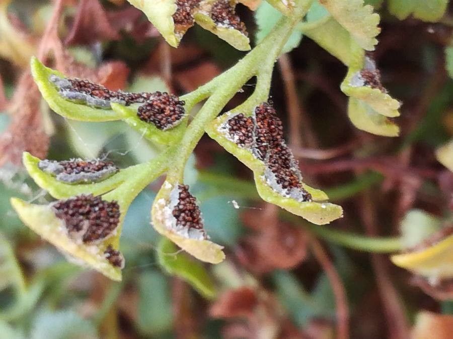 Asplenium ruta-muraria fruit