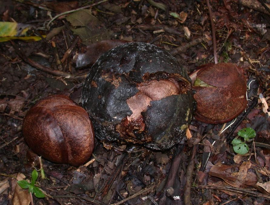 Fevillea cordifolia fruit