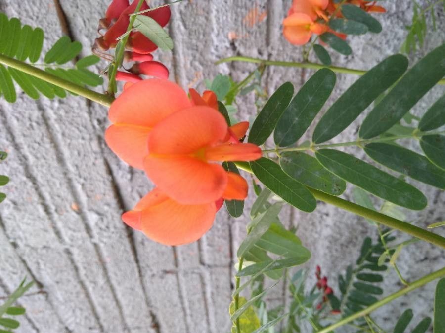 Sesbania punicea flower