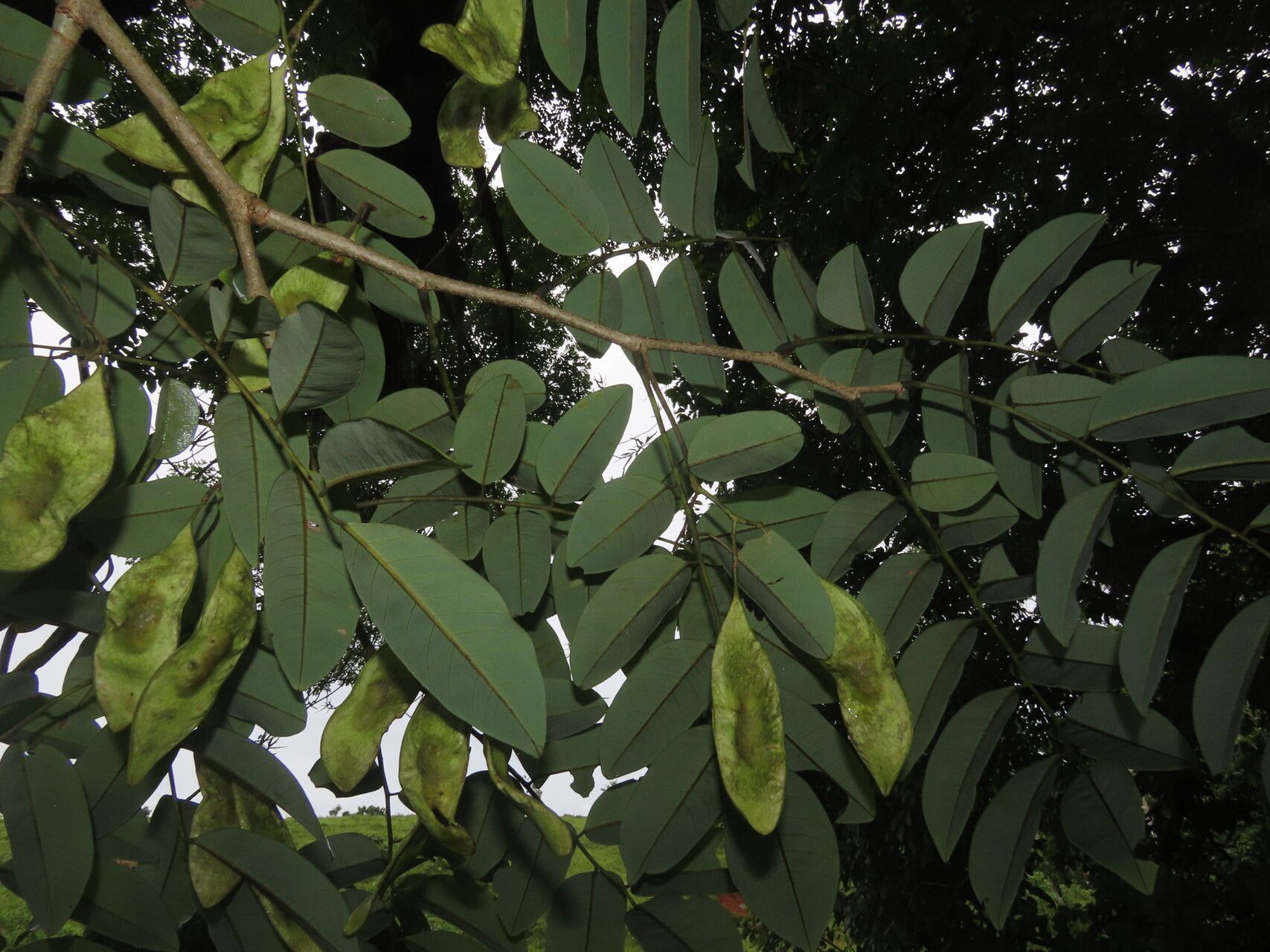 Dalbergia melanocardium leaf