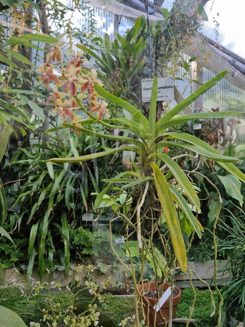 Vanda lamellata flower