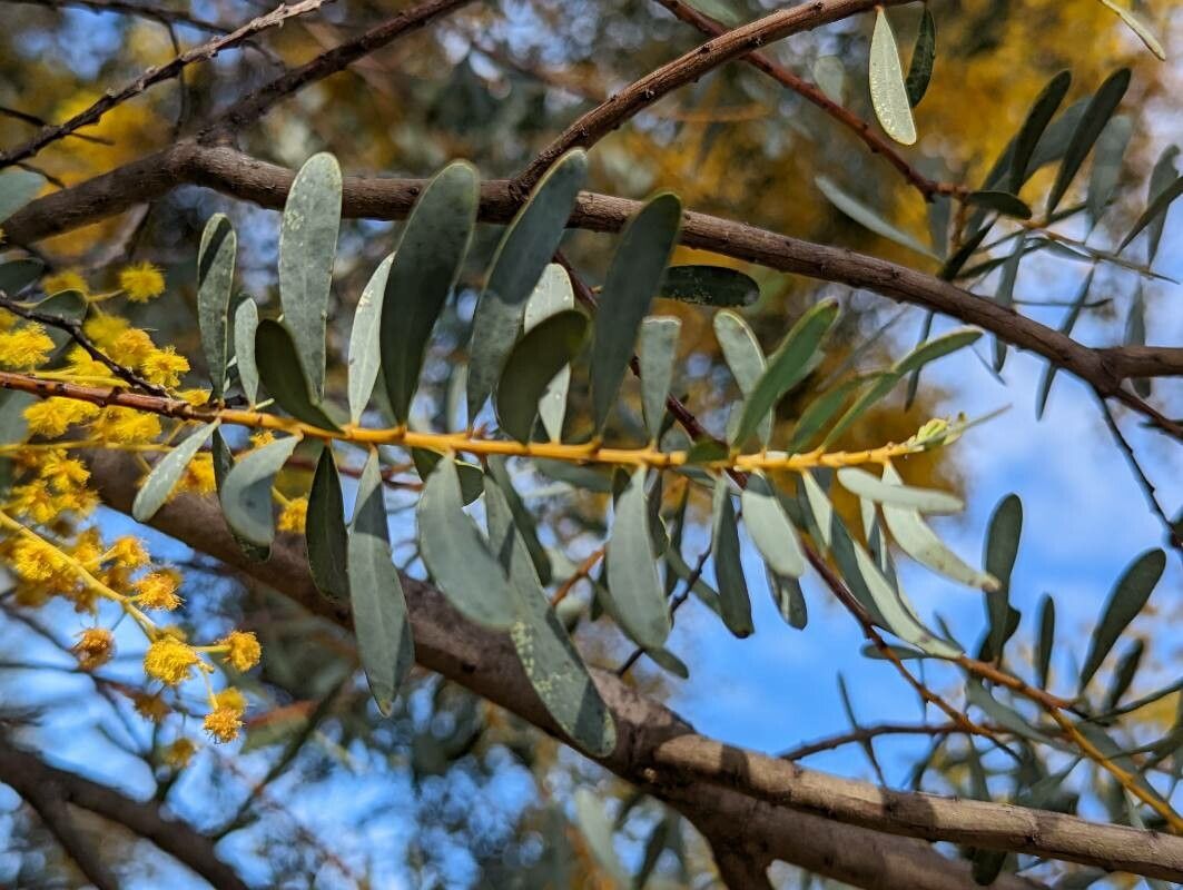 Acacia decora — houseplant care guide