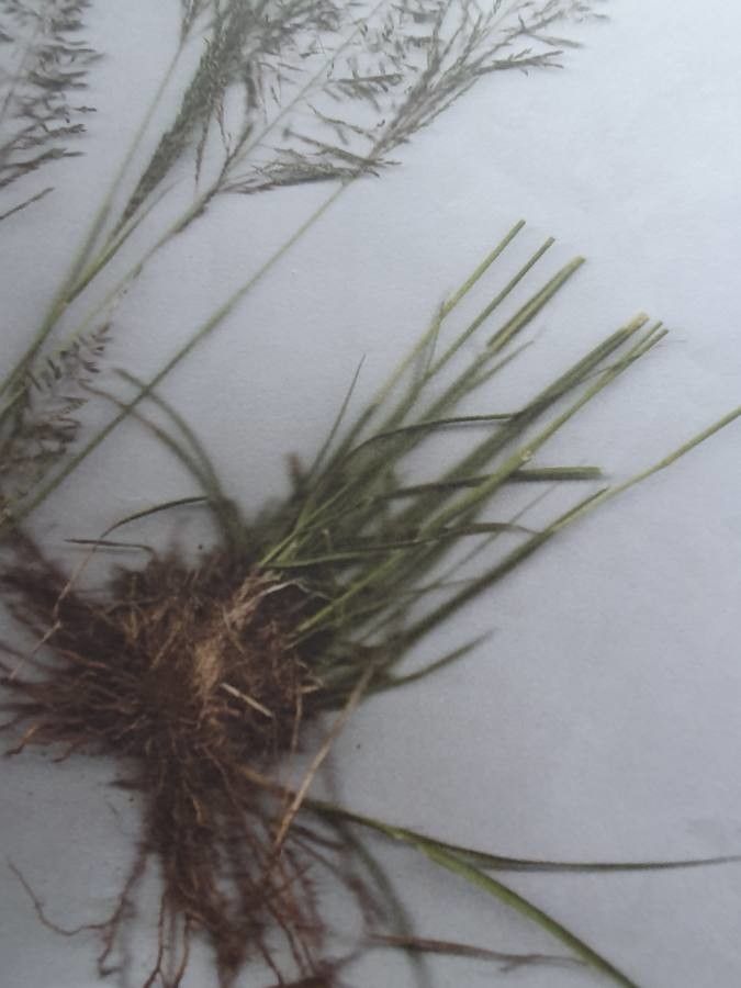 Eragrostis tenuifolia — search result for 'Eragrostis'
