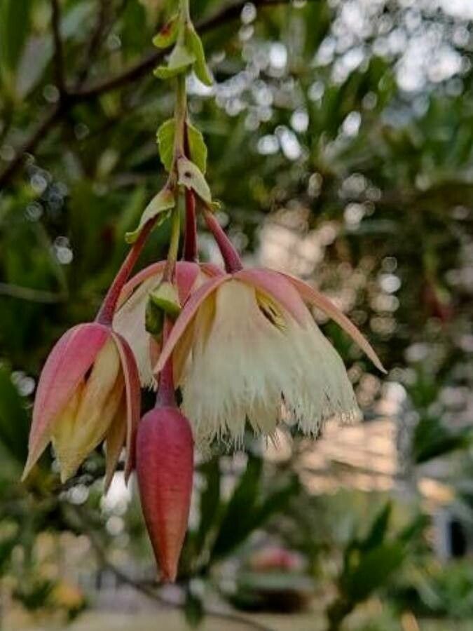 Elaeocarpus hainanensis flower