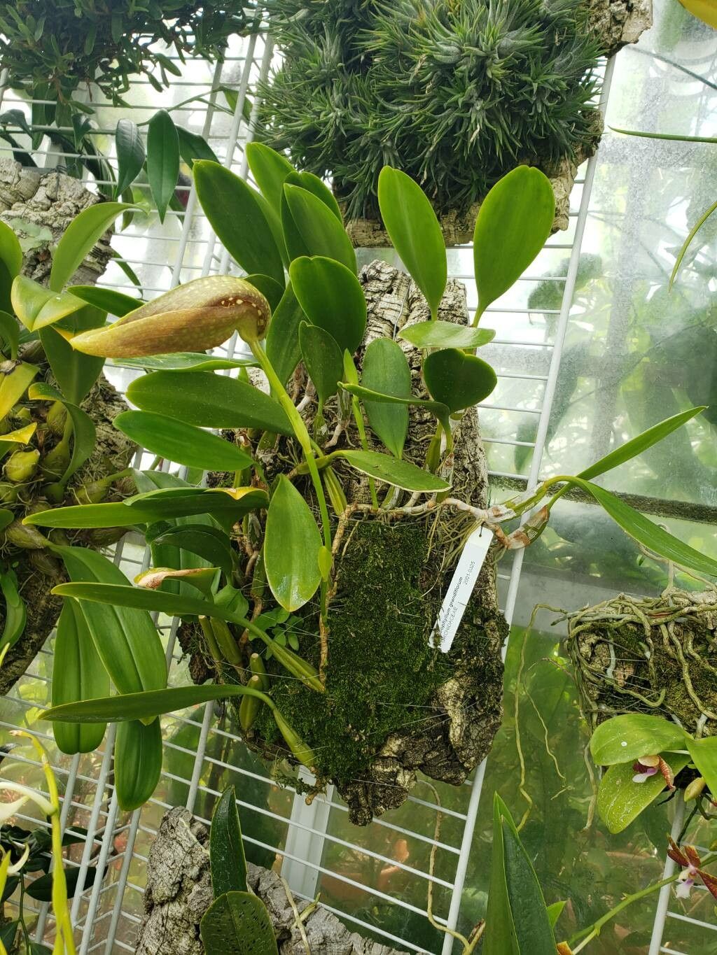 Bulbophyllum grandiflorum habit